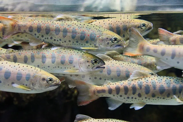 Yamanashi Prefectural Fuji-yuusui-no-sato & Mori-no-naka Aquarium