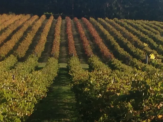 Mountford Wines and Tangletoe Cidery