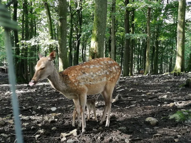 Le Parc à Gibier de La Roche