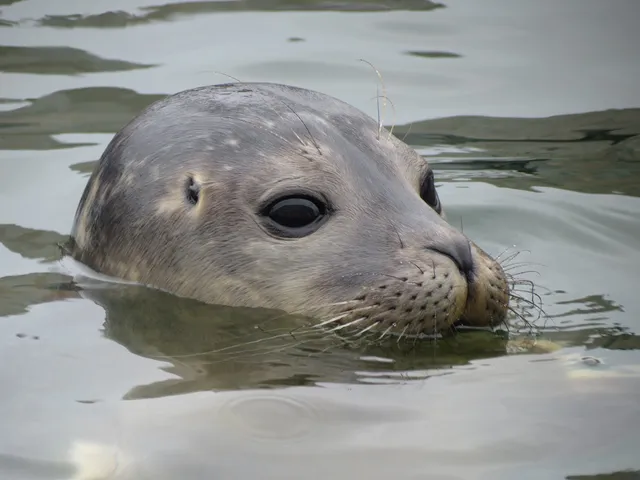 SEA LIFE Hunstanton