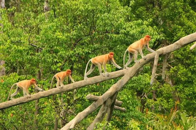 Weston sabah Malaysia