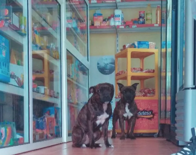 Bazar Chani @Bazarchanielbatan