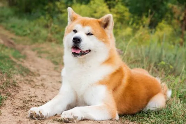 Akita Dog Visitor Center