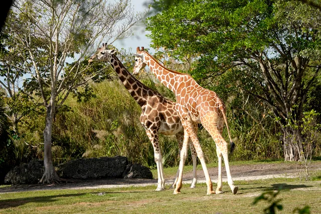 Samburu Giraffe Feeding Station