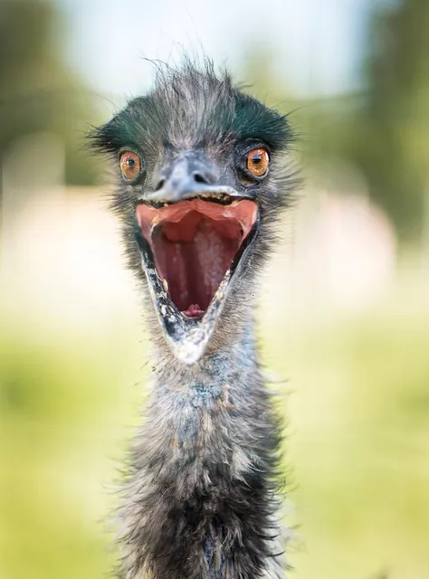 Kotieläinpuisto Arkadia