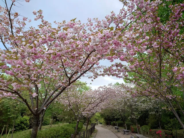Cherry Blossoms and Illumination at the Nagoya Zoo Botanical Garden