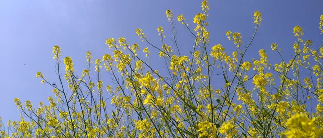 Kanedafureai Sports Park