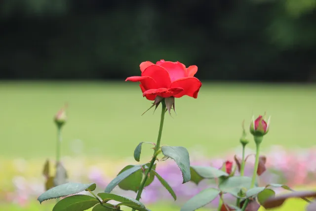 Terrace No.2 (Rose Garden)