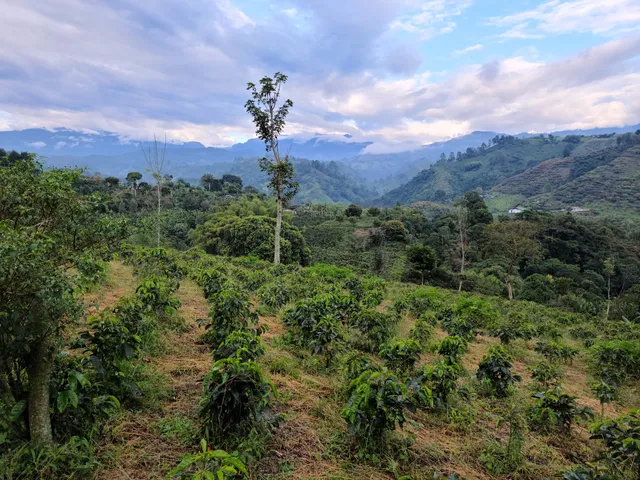 Finca Buenos Aires Coffee Tour & Coffee Shop