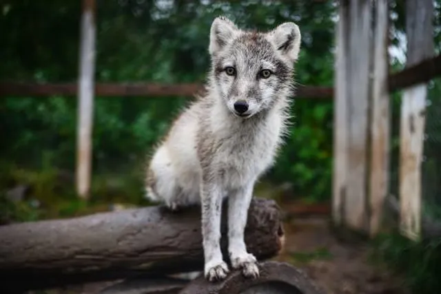 Arctic Fox Centre
