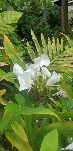 Gamboa Sloth Sanctuary