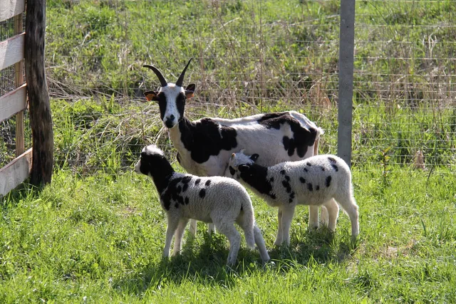 Mazurskie Mini - Zoo