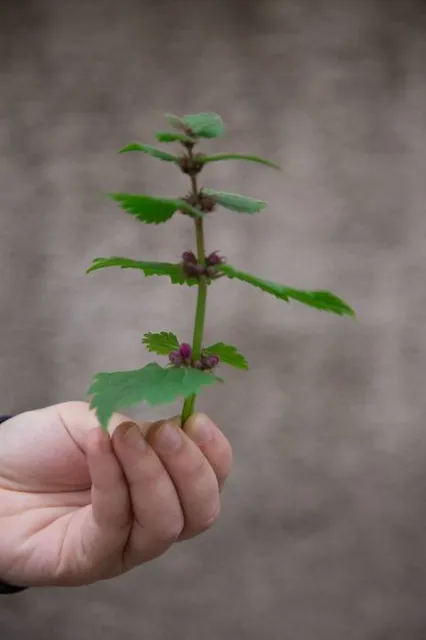 M. A. Chidambaram Stadium