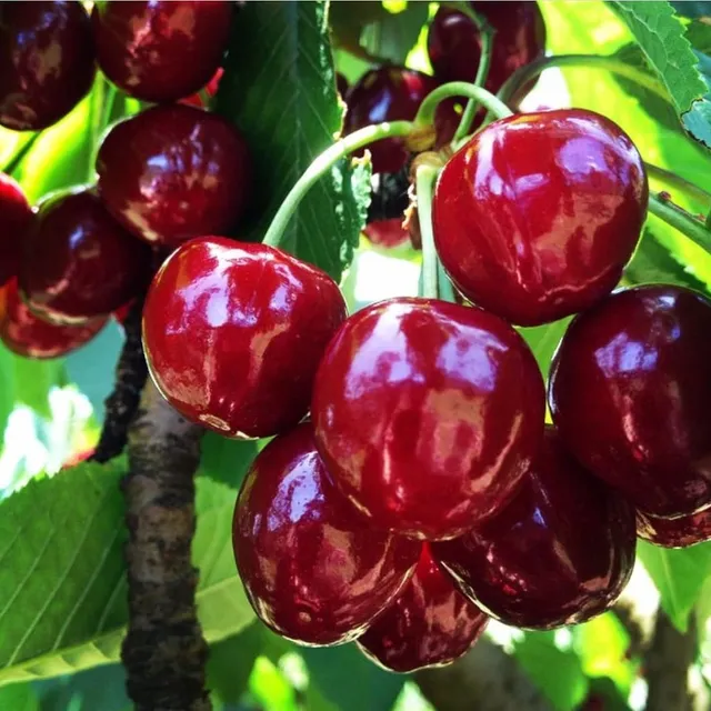 Blue Hills Berries & Cherries