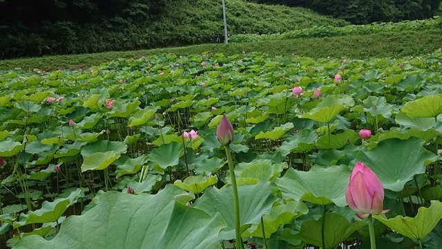 photo-1