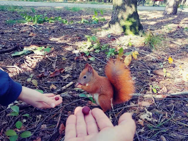 Order of the Smile Park and Playground