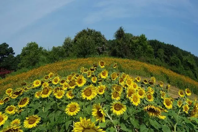 Sunflower Field Dorothea Dix Park