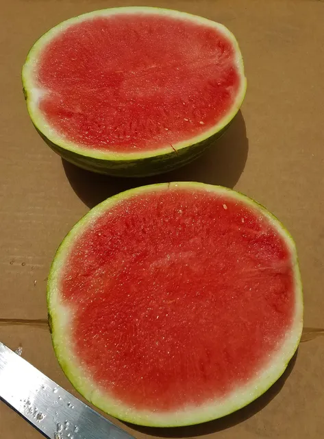 Ridge-Sweet Melon Growers Inc