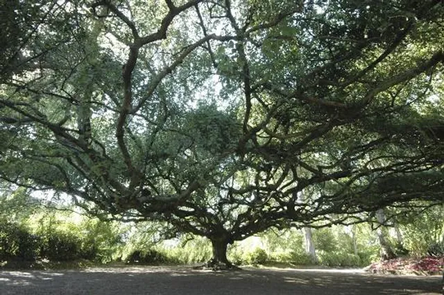 Jardín Botánico de Bayeux