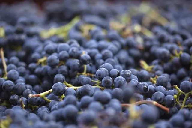 Château Tour des Termes