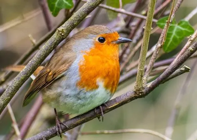 Elsham Hall Gardens and Country Park