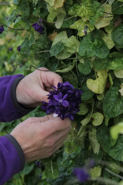 Bastide Aux Violettes (Musée)