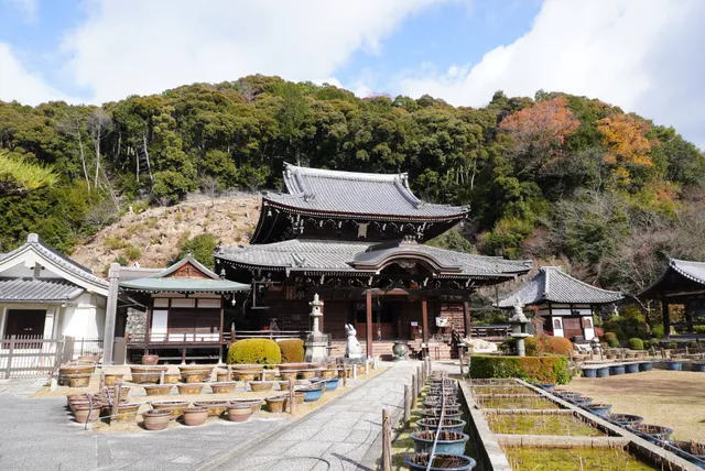 Hydrangea Garden, Mimurotoji Temple
