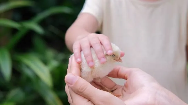 Get to know animals CIC