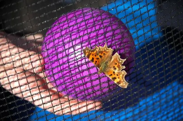 Butterfly Trampoline Park - Hinjawadi (Pune)