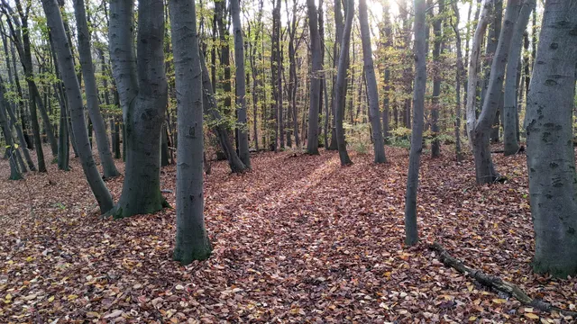 Ottakringer Wald