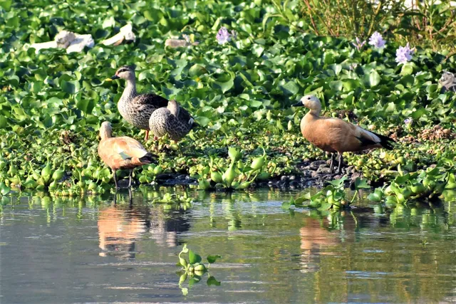 Dr. Salim Ali Biodiversity Park