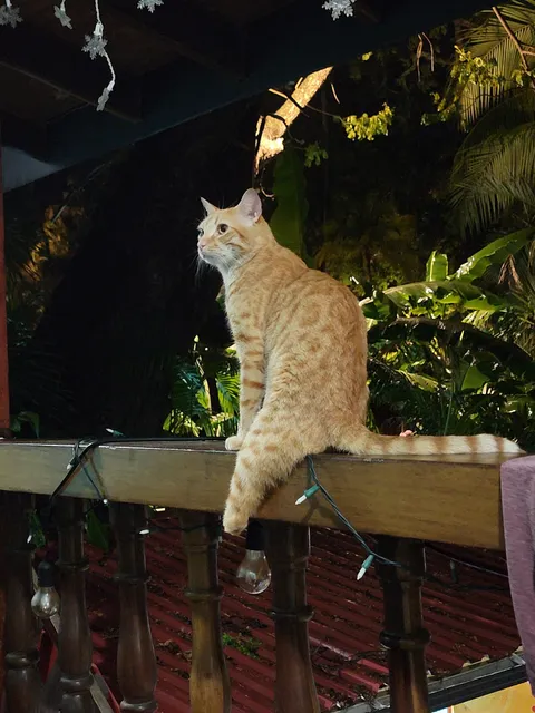 Villa Amarilla Beachfront Hotel Tamarindo