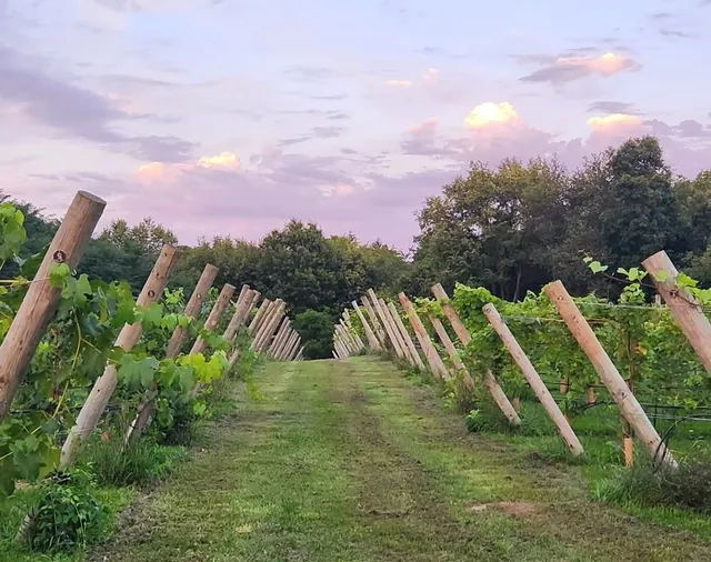 Social Vines Vineyard & Winery