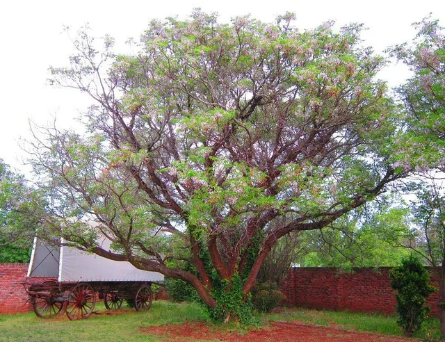 Renaissance Guest Farm
