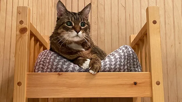 Happy Cat Hotel & Spa East Granby