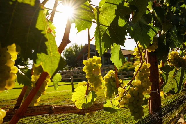 Stave & Stone Winery