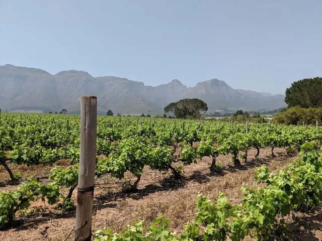 Stellenrust Wine Estate