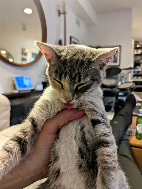 Cat Adoption Los Angeles - Furry Friends