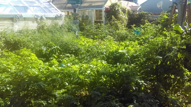 Tacoma Urban Farm