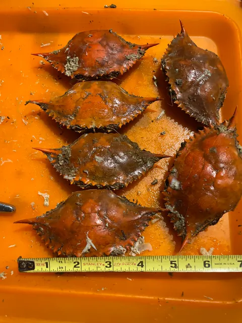 Somerset Seafood LLC