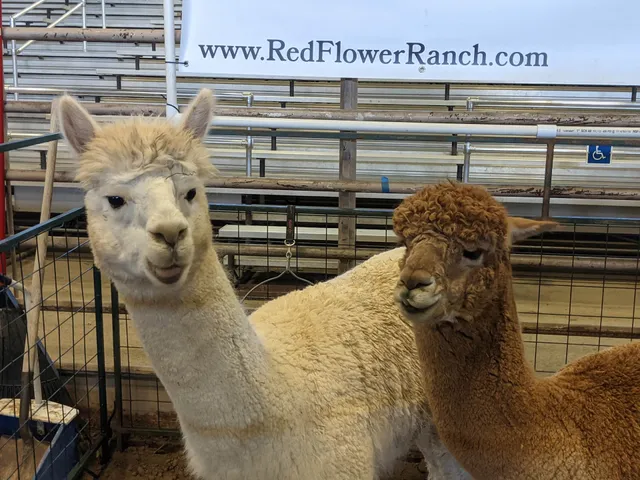 Boulder County Fair Livestock Show & Rodeo