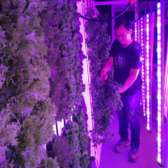 Upgrown Farming Co. (Indoor/Vertical/Urban/Hydroponics Farming)