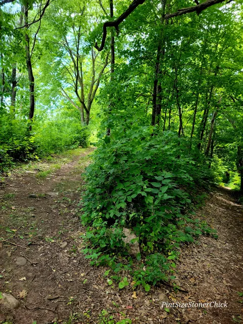 Standing Cedars, Tewksbury Trail