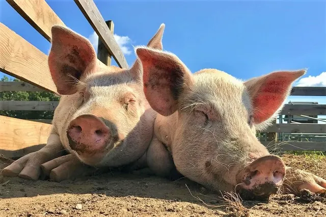 Woodstock Farm Sanctuary