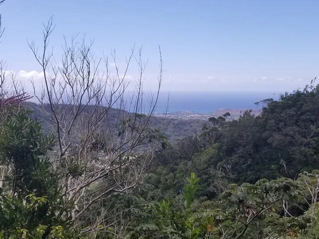 Makiki Cliffside Trail Bench