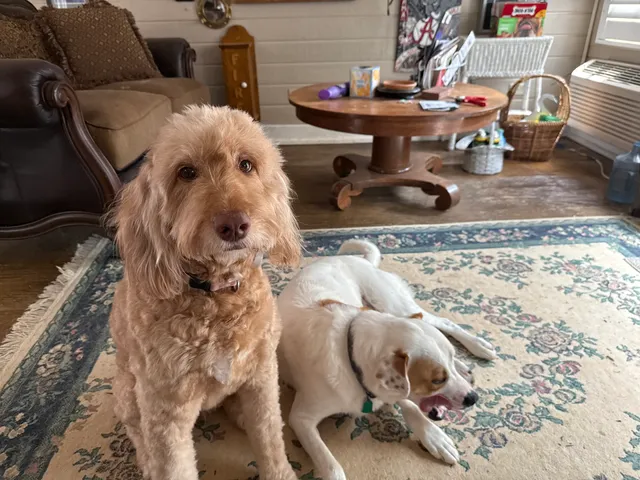 The Pawms Pet Resort - Huntsville