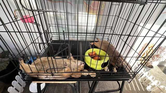 Yusu Restaurant-中国菜