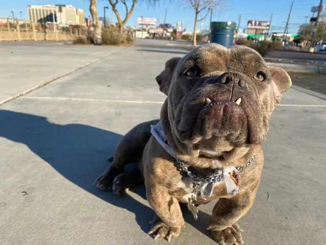Jim Gilliam Park Tennis Court