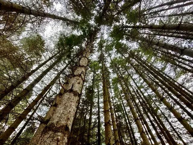 District of Cotter River