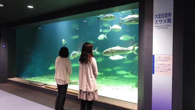 Kyoto University Shirahama Aquarium